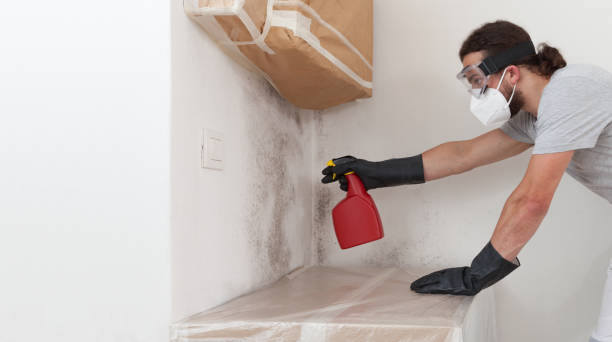 Professional Mold Removal technician working in Marshall, IL