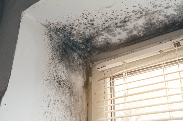 Affordable Mold Removal solutions in Marshall, IL